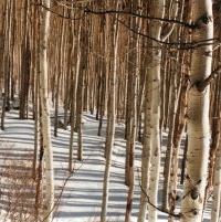 Aspen Trees in the Winter