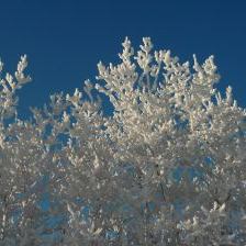 Blue sky & frost