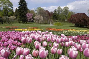 Tulips at the Hershey Gardens