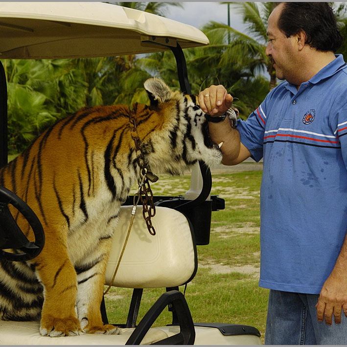 The Bengal Tiger Program in Riviera Nayarit, Mexico