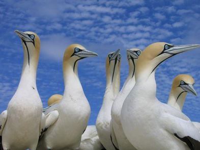 Cape gannets in Langebaan, South Africa