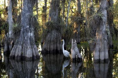 Great Egret in Everglades National Park - photo courtesy Rodney Cammuf, National Parks Service