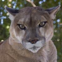 Technically, it’s a mountain lion, not a cougar