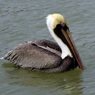 Pelican in Everglades National Park