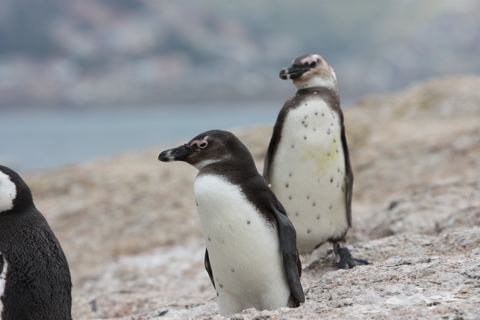 Penguins - photo by Jerry Edgerton