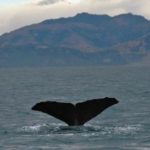 Whale Tail - Whale Watching