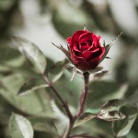 Valentine’s Day Travel - A Rose