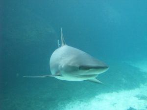 A flatnose shark