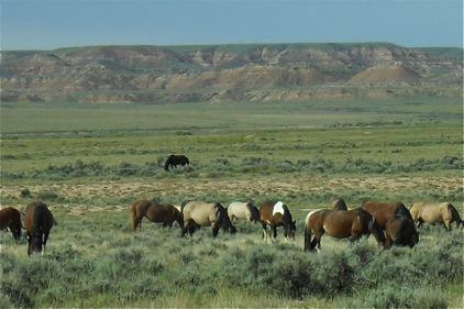 Wild Mustang herd