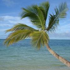 Dominican Republic - palm tree