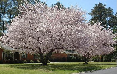 Cherry Blossom Festival - Macon, Georgia
