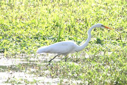 Great Egret - Birding in Belize