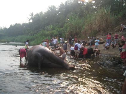 Indian elephant lying in the water