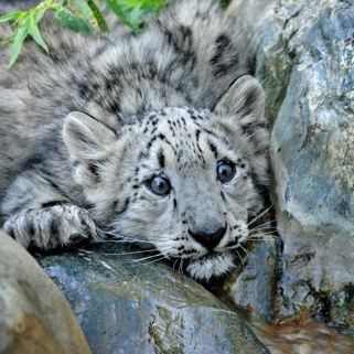 Snow Leopard Cub - Cute Animal Photos: Baby Animals From America’s Zoos
