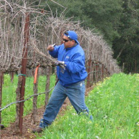 Vineyard Pruning - Off Season Activities in America’s Vineyards