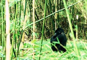 Gorillas in the Congo