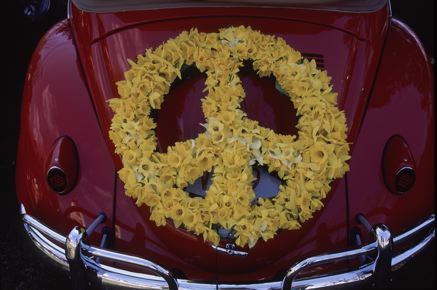 Daffodil Peace Sign on a Volkswagon Beetle - photo by Cary Hazlegrove