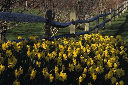 Daffodils - photo by Cary Hazlegrove
