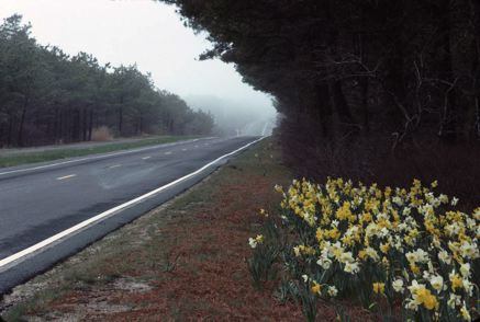 Grey Sky & Daffodils - photo by Cary Hazlegrove