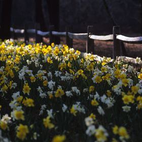 Milestone Road Daffodils, Nantucket - photo by Cary Hazlegrove
