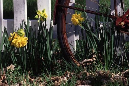 Old Bike & Daffodils, Nantucket - photo by Cary Hazlegrove