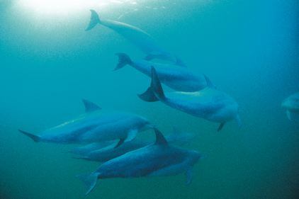 School of Bottlenose Dolphins - Western Australia