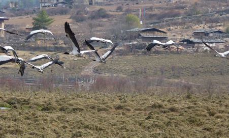 Black-necked cranes of Bhutan taking flight