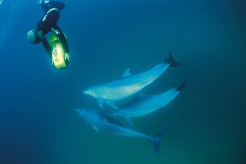 Dolphin scooter - Western Australia