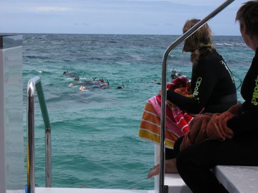 Watching Dolphins Swim - Western Australia
