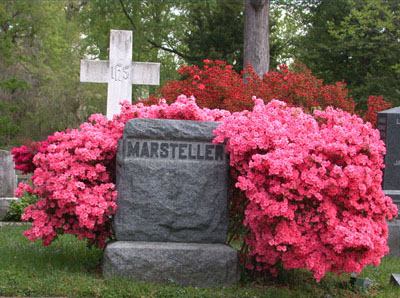Azaleas bloom in Oak Hill Cemetery