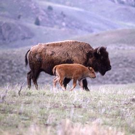A Bison Cow and her calf - photo courtesy National Park Service