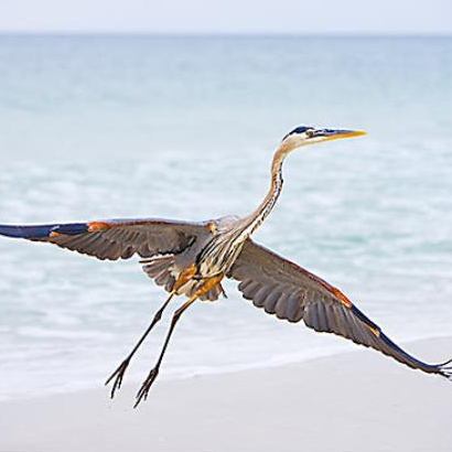 Blue Heron - Gulf Coast region of Alabama
