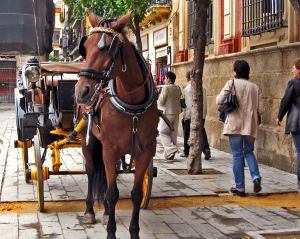Horse carriage in Sevilla Spain