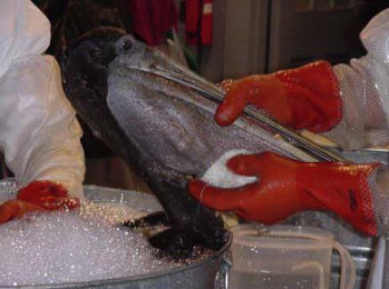 A Pelican is cleaned by Tristate Bird Research & Rescue