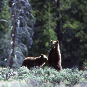 Grizzly Bears in Yellowstone National Park - photo courtesy National Parks Service