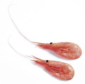 Two shrimp