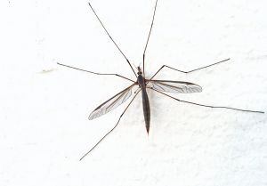 Mosquitoes can carry dengue fever