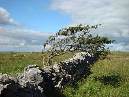 ﻿Carran Loop, a hawthorn tree bent by Atlantic Winds - via Heart of Burren Walks, via Flickr