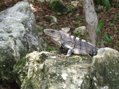 Iguana at the Valentin Imperial Maya - Mexico