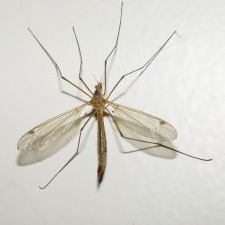 Mosquito pic - Dengue Fever Hits Florida