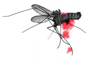 Smashed Mosquito - Dengue Fever Hits Florida