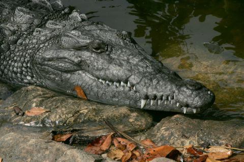 Crocodile in the Everglades- photo by Rodney Cammauf, National Parks Service