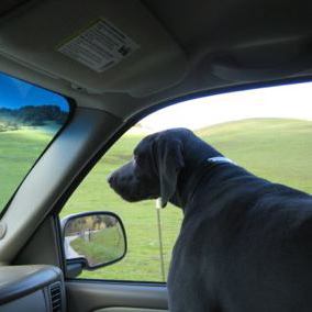 Dogs On Car Trips - photo by Michelle Shearer