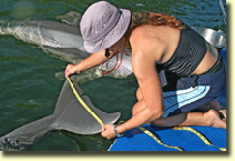 Measuring a Dolphin at Dolphin Plus
