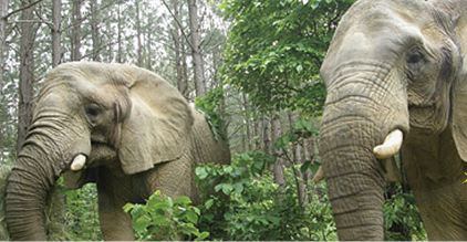 Elephant sanctuary in Tennessee