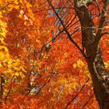 Fall Foliage Travel