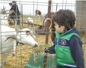 Family Glamping Experiences Can Include Feeding Goats
