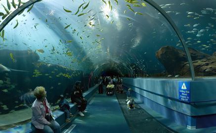 Georgia Aquarium tunnel