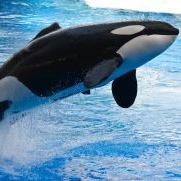 Killer Whale - SeaWorld Orlando