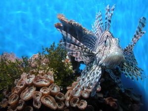 Lionfish - Invasive Species in Bermuda